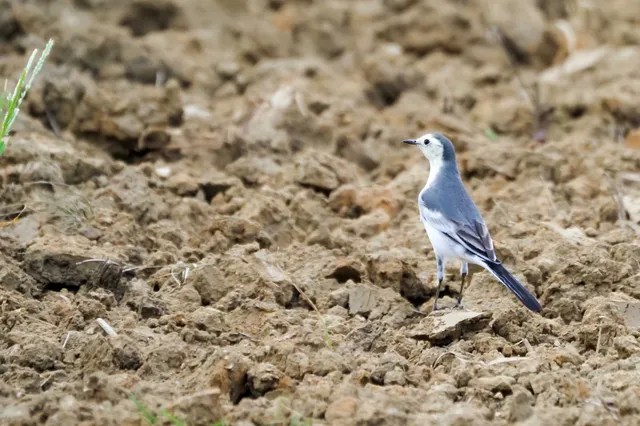 Species Image