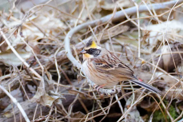 Species Image