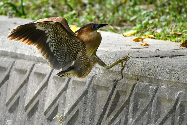 Species Image