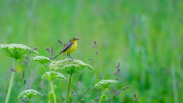 Species Image