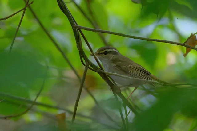 Species Image