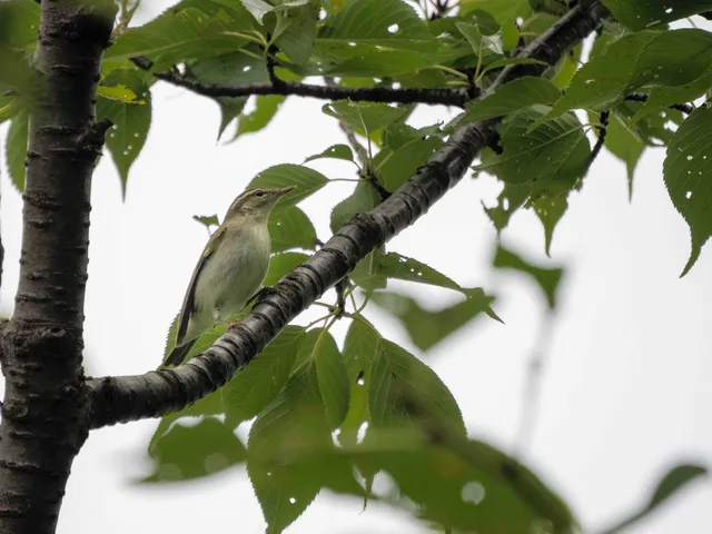 Species Image