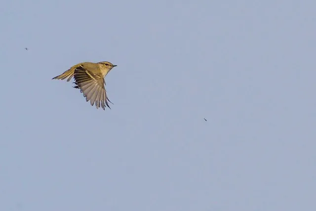 Species Image