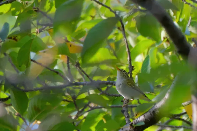 Species Image