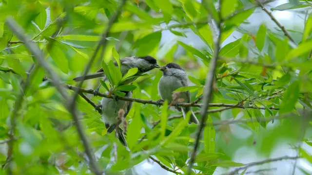 野鳥の写真