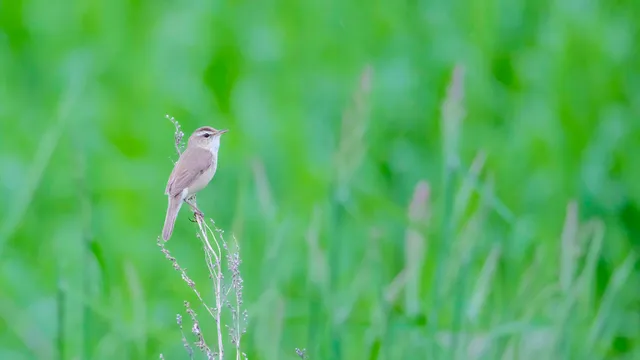 Species Image