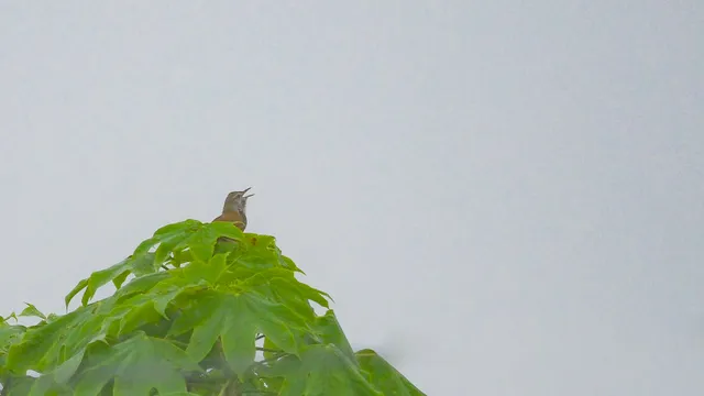 Species Image