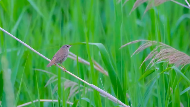 野鳥の写真