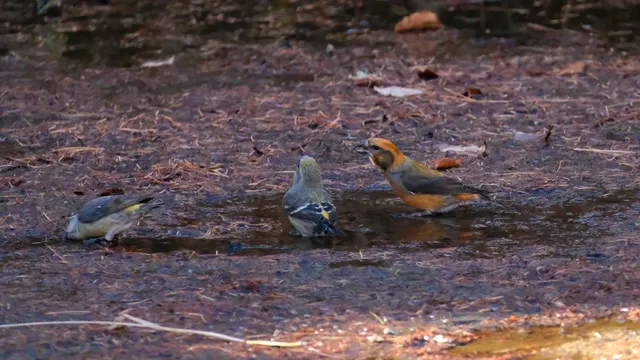 Species Image