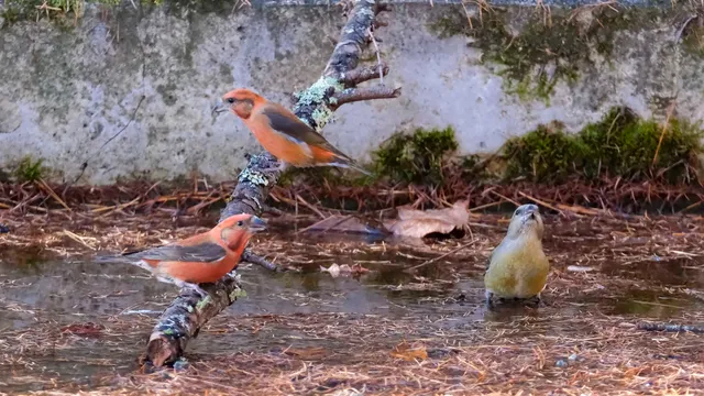 野鳥の写真