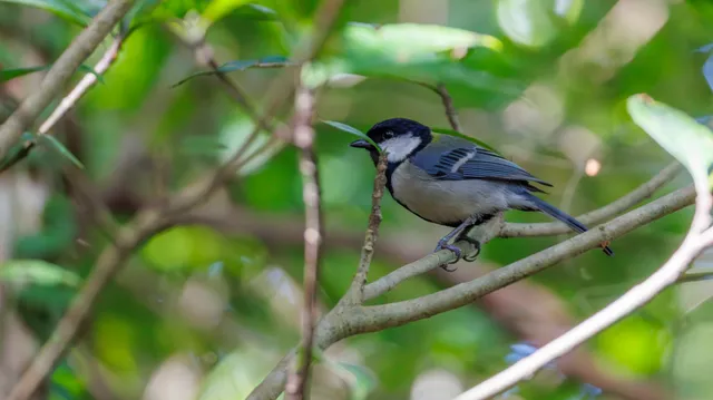 Species Image