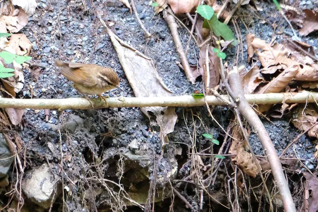 Species Image