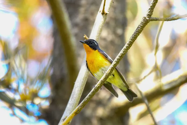 Species Image