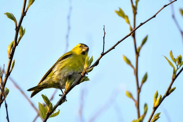 Species Image