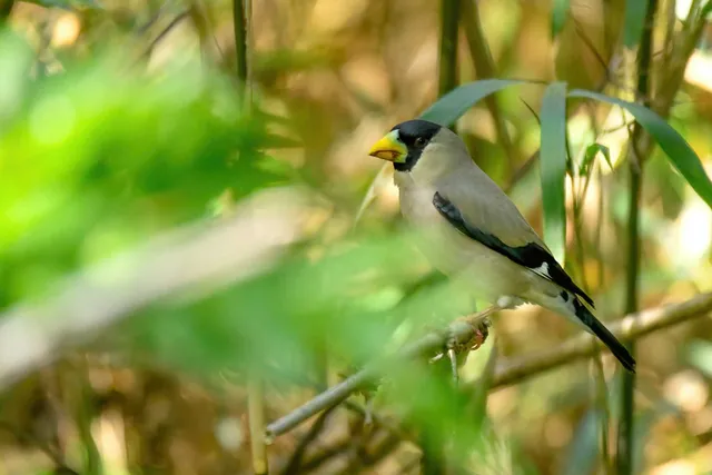 Species Image