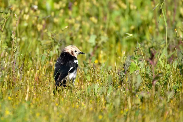 Species Image