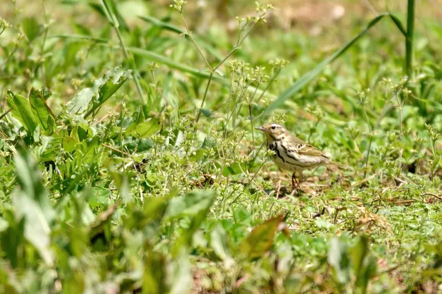 Species Image