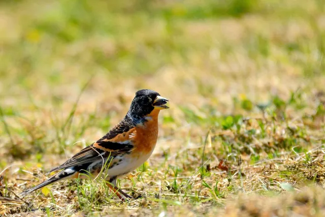 Species Image