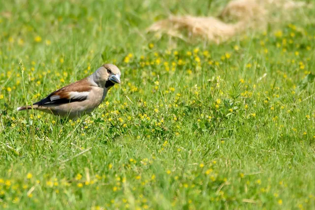 Species Image