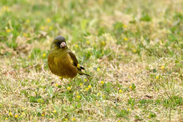Species Image