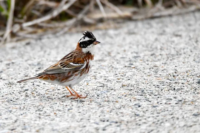 Species Image