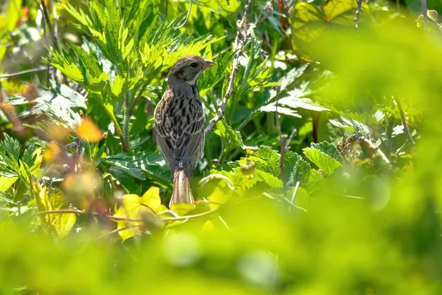 野鳥の写真