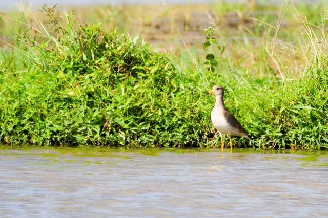 Species Image