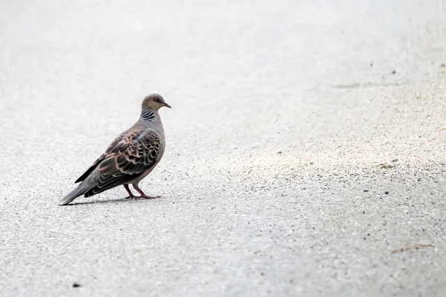 Species Image