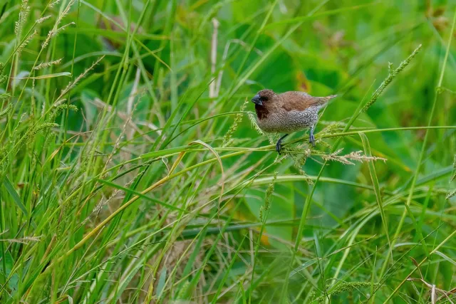 野鳥の写真