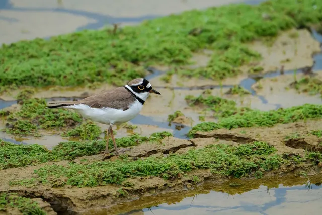 Species Image