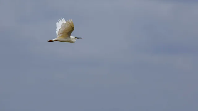 Species Image