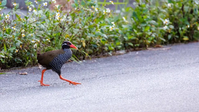 Species Image