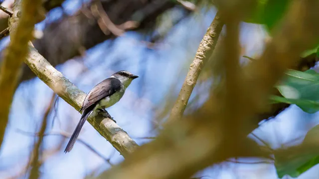 Species Image