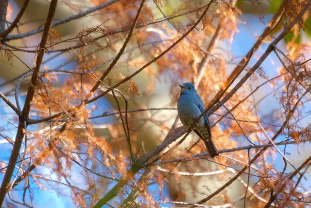 野鳥の写真