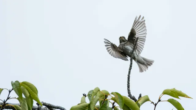 Species Image