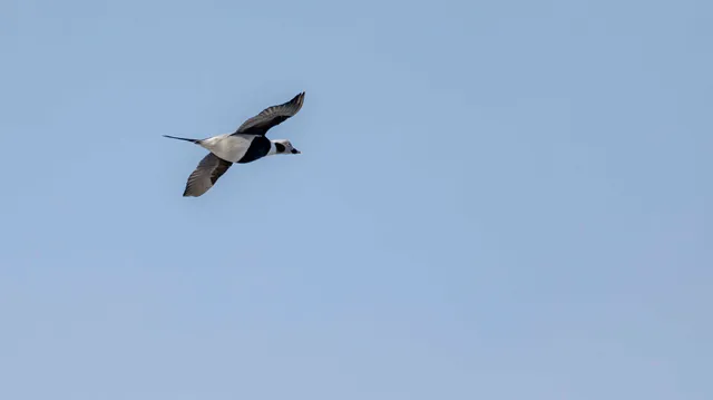 Species Image