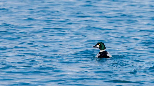 Species Image
