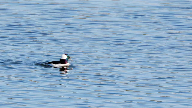Species Image
