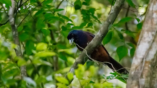 野鳥の写真