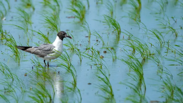 野鳥の写真