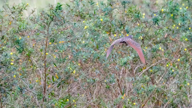 Species Image