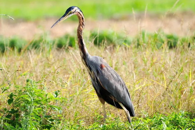 Species Image