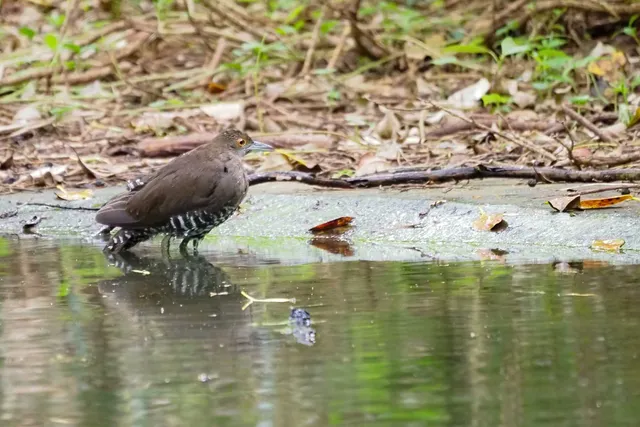 Species Image