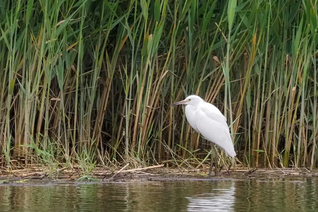 Species Image