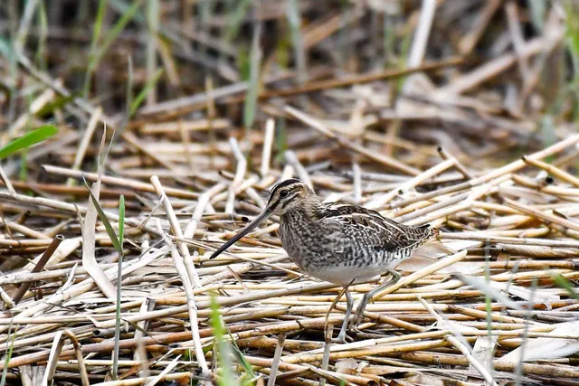 Species Image