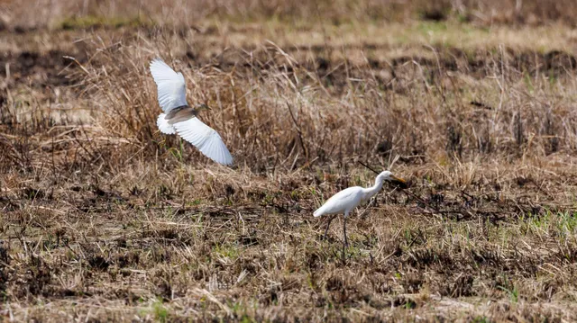 Species Image