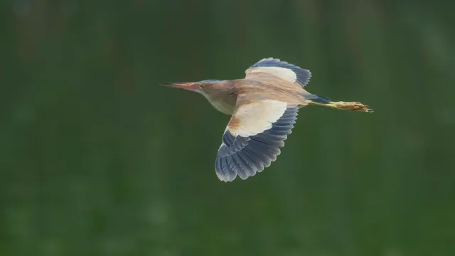 Species Image
