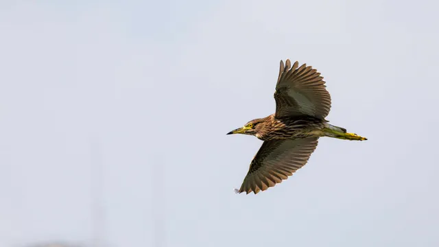 Species Image