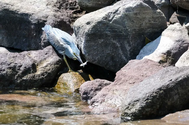 Species Image