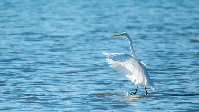 Species Image